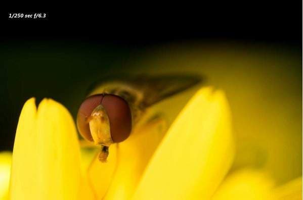 Hasil foto makro