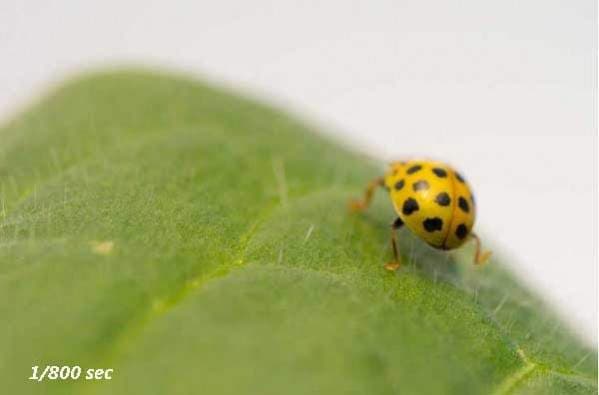 hasil foto makro