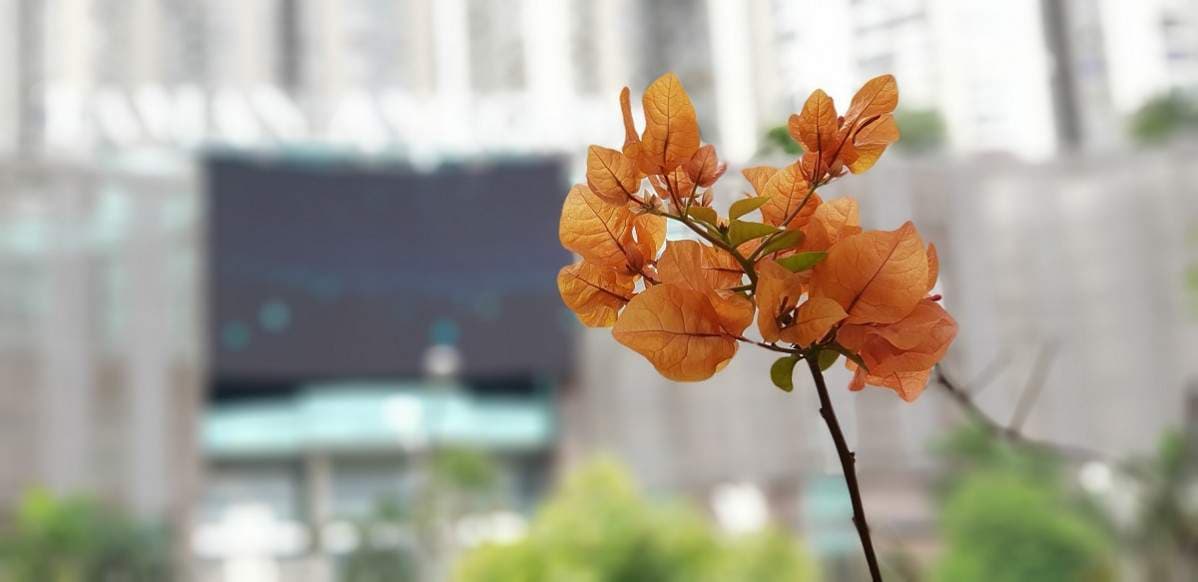 hasil foto samsung note 8