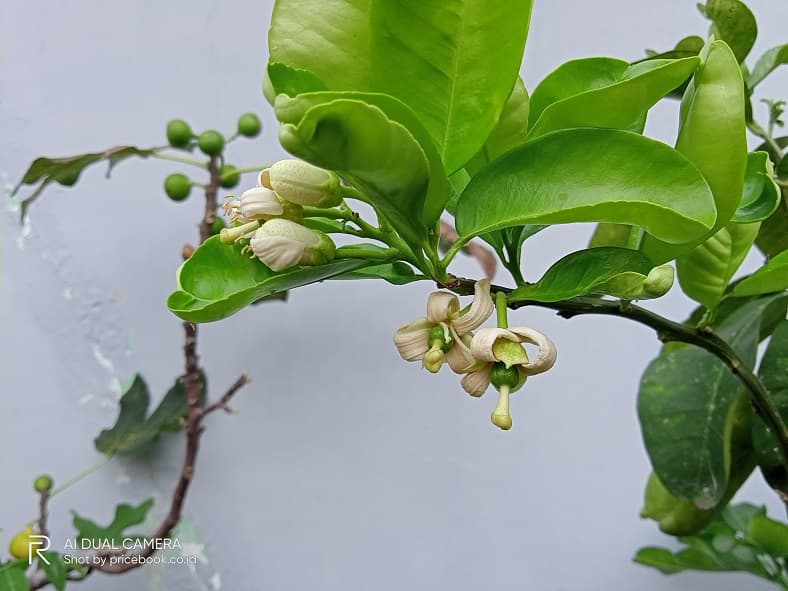 hasil foto realme c11