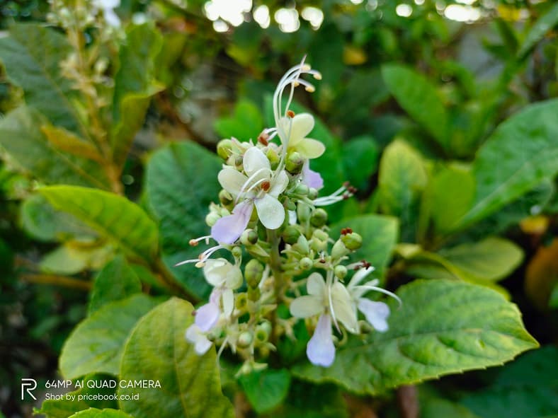 foto realme 7i