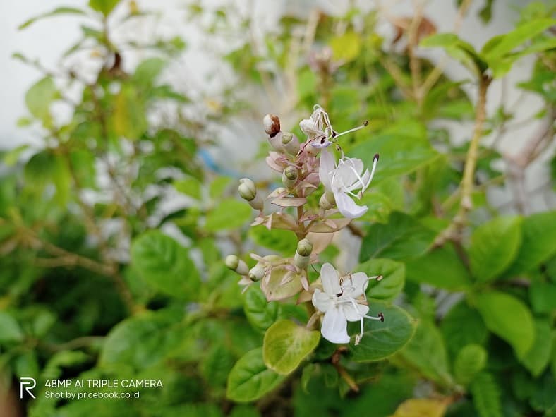 hasil foto kamera realme Narzo 20