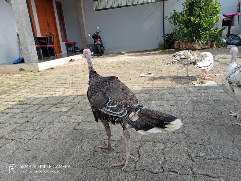 hasil foto kamera realme Narzo 20