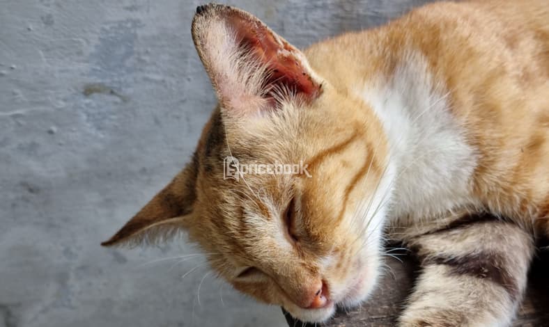 Merasakan Jadi Fotografer Profesional dengan Samsung Galaxy S21 Series 5G-6